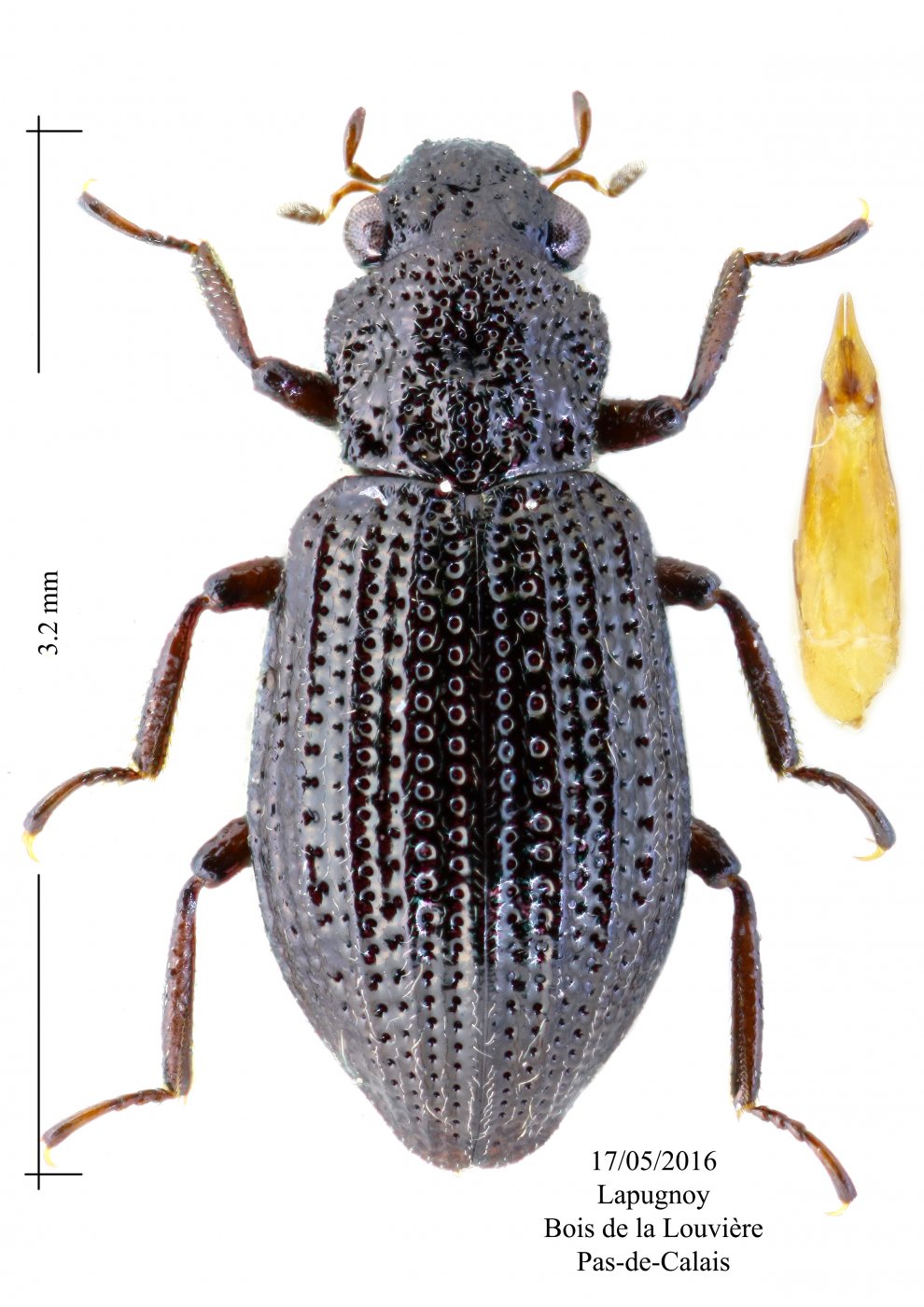 Cédric Alonso - Hydrochus megaphallus - réf. 192786 (990 x 1400 pixels, 199 ko)